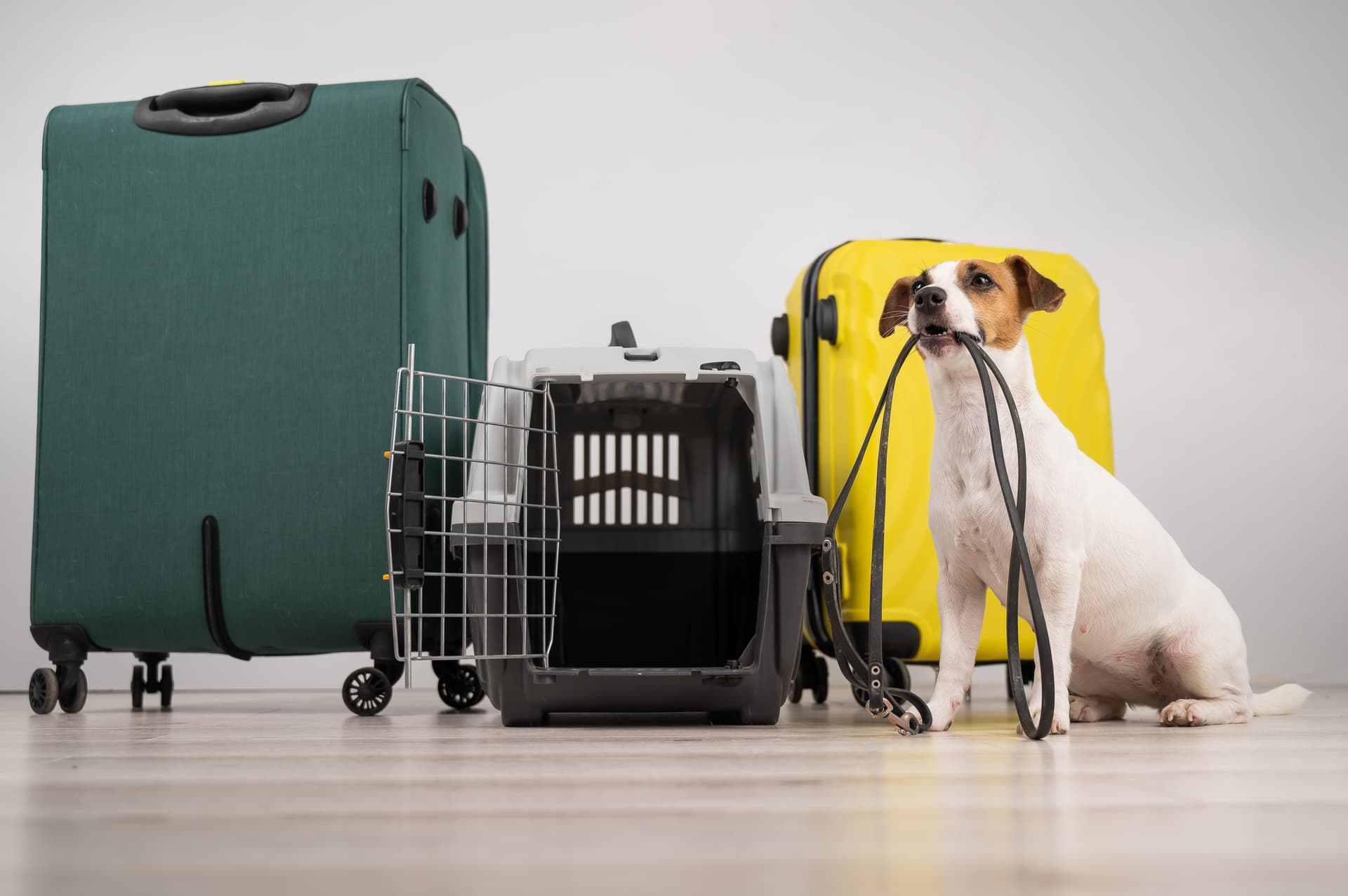 Pet Relocation Services